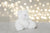 Small Soft Plush White Toy Bear